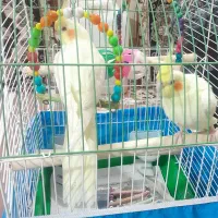 عروس هلندی