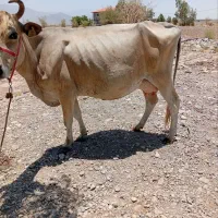گاو زاییده