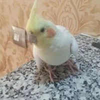 عروس هلندی ماده زیبا
