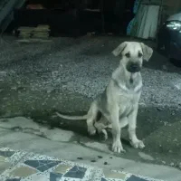 توله پژدر چهار ماهه اصیل
