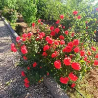 تهاتر-زمین-و-باغ-با-خودرو