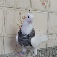 سلام خدمت دوستان ی نر طوقی زیبا فروشی
