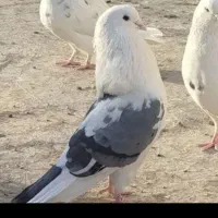 کبوتر