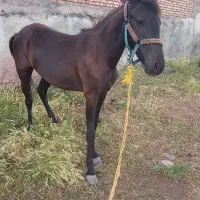 اسب مادیان نژاد کرد ۱۵ماهه
