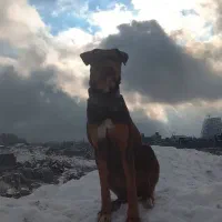 سگ دوبر من بلوطی اصیل