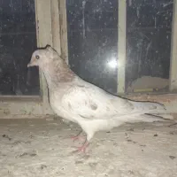 دوتا کفتر خوب