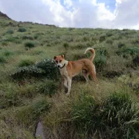 سگ گله ای|سگ|موچش, |دیوار