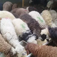 فروش گوسفند و بز زنده