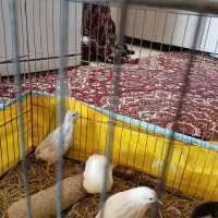 بلدرچین سفید