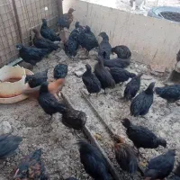تعدای جوجه مرغ بلک استار