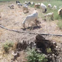 گوسفند درجه یک