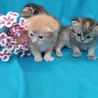 گربه گلد و بلک گلد