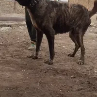 سگ گله