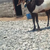 نر بز پتری اصل