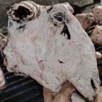 فروش کله پاچه جگر و جگر سفید عمده
