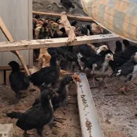 جوجه محلی گلپایگانی ۴۰روزه
