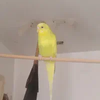 مرغ اشق