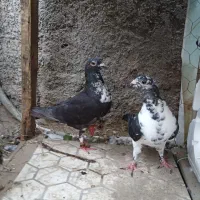 نروماده گلی