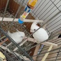 عروس هلندی مولد