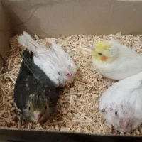 جوجه عروس هلندی سر لاکی