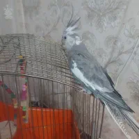 عروس هلندی نر
