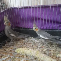 عروس هلندی