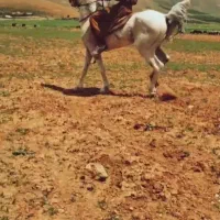 نریان کرد تعزیه رو قیمت ۷۵ حراج