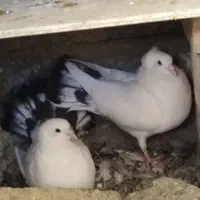کبوتر دم چتری