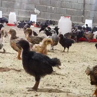 جوجه مرغ و خروس محلی