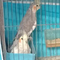 دو عدد عروس هلندی جفت