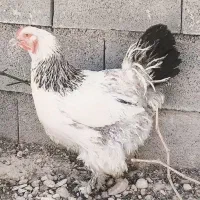 مرغ برهما
