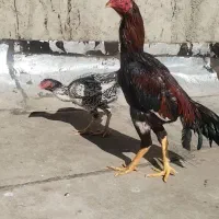 جوجه لاری
