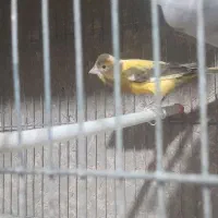 ماده ابلغ اماده