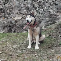 سگ هاسکی نر