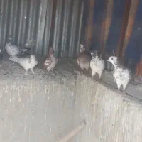 کبوتر جوجه