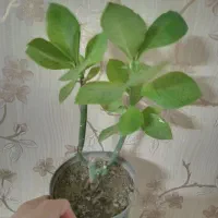 گل طبیعی فردوس