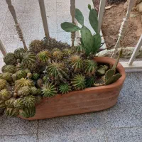 تعدادی گلدان دست دوم بفروش می رسد