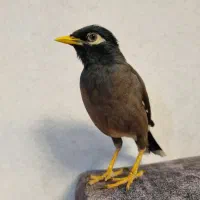 مرغ مینا گم شده