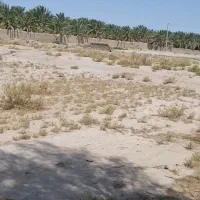 یک قطعه زمین کشاورزی در حافظ اباد-کوچه بهمن ۵