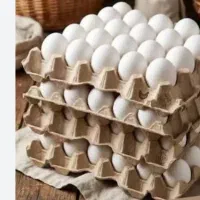 پخش تخم مرغ