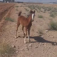 اسب، خر ،حیوانات خانگی