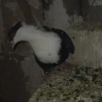 کفتر  کلاغ سیاه  کاکلی      ۷ تا المانی جوانه