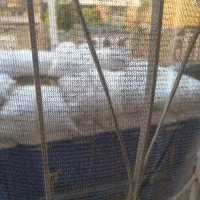 نان خوشک