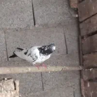 کبوتر خارجی