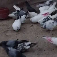 کبوتر