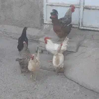 تعدادی مرغ و خروس و جوجه  در روستای دلی آباد