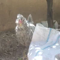 مرغ گلین