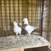 کفتر
