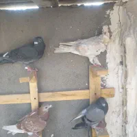 ۶ عدد جوجه کفتر