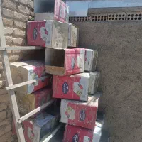 ۲۰عدد حلب پنیر